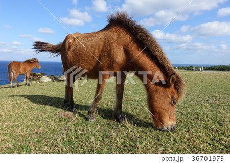 与那国馬 36701973