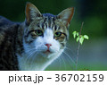 ねこと葉っぱ 36702159