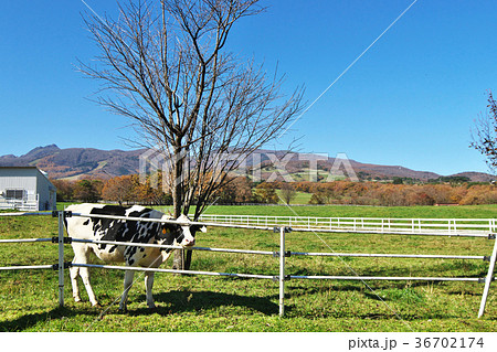 那須高原 牧場 那須高原 牧場 36702174