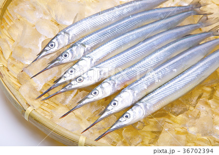 サヨリ　食材 36702394