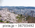 岐阜県　多治見市　虎渓公園の桜 36703492