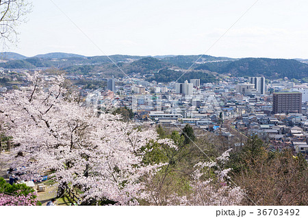 岐阜県　多治見市　虎渓公園の桜 36703492