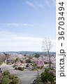 岐阜県　多治見市　虎渓公園の桜 36703494