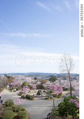 岐阜県 多治見市 虎渓公園の桜の写真素材