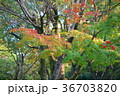 薄っすらと色付いた紅葉 36703820