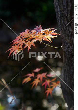 東京都庭園美術館のモミジの紅葉 36703910