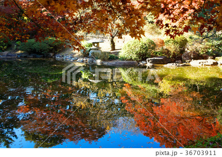東京都庭園美術館のモミジの紅葉 東京都庭園美術館のモミジの紅葉 36703911