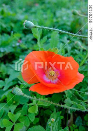 Flowers close up isolated on background Flowers close up isolated on background 36704156