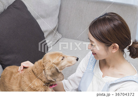 主婦とミニチュアダックスフンド 主婦とミニチュアダックスフンド 36704372