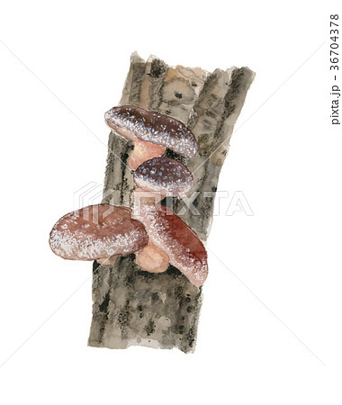 シイタケ栽培 シイタケ栽培 36704378