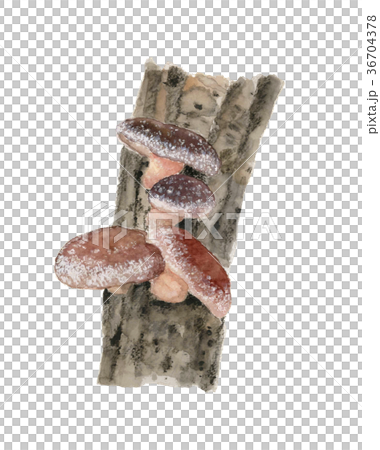 シイタケ栽培 シイタケ栽培 36704378