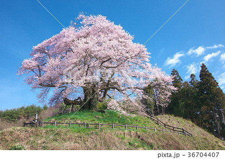 一本桜 - 発知のヒガンザクラ 36704407