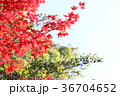 紅葉 36704652