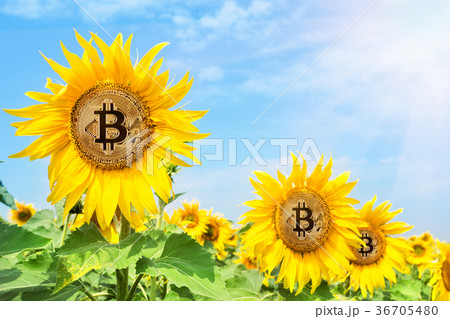 Golden bitcoin in the flowers of sunflower under 36705480