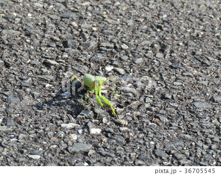 アスファルト上のカマキリ 36705545