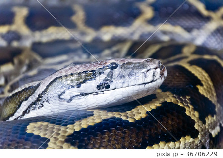 Photo of python head close up Photo of python head close up 36706229