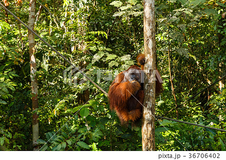 orangutan sitting in a tree. 36706402