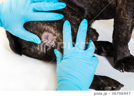 dog with fallen hair on reception at the doctor 36706947