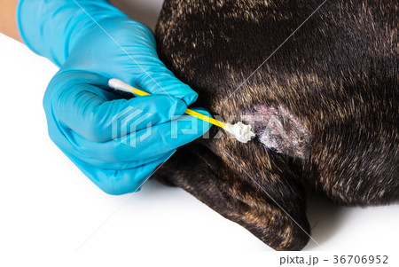 veterinarian treats skin disease of a dog 36706952