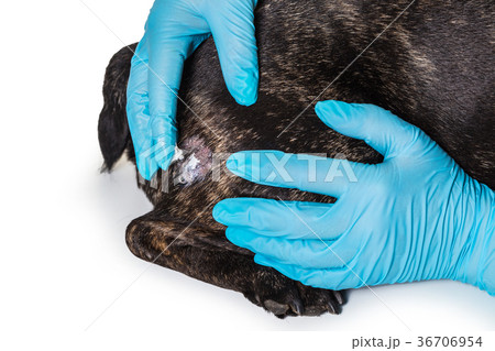 veterinarian treats skin disease of a dog veterinarian treats skin disease of a dog 36706954