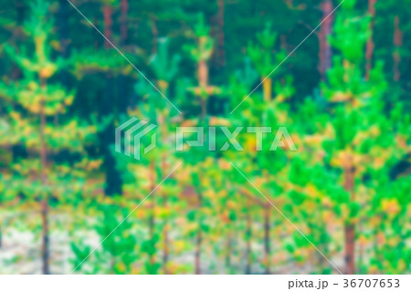 Green pine forest - blurred image 36707653