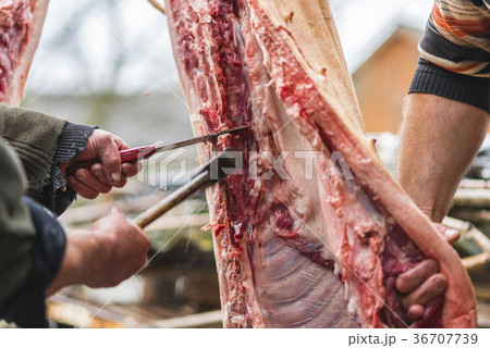 Two butchers cutting pig carcass, Ukraine Two butchers cutting pig carcass, Ukraine 36707739