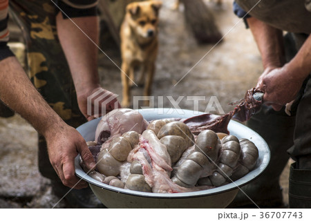 The butchers sort the pork inwards in a large bowl 36707743