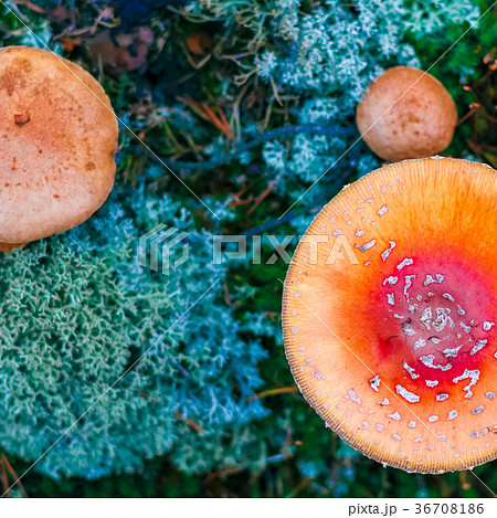 Amanita Muscaria poisonous mushroom Amanita Muscaria poisonous mushroom 36708186