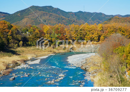 長瀞の紅葉と長瀞ライン下り　金石水管橋 36709277