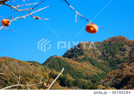 長瀞の紅葉と柿 36709284