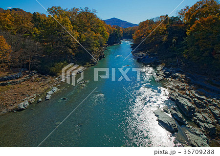 長瀞の紅葉　金石水管橋 36709288