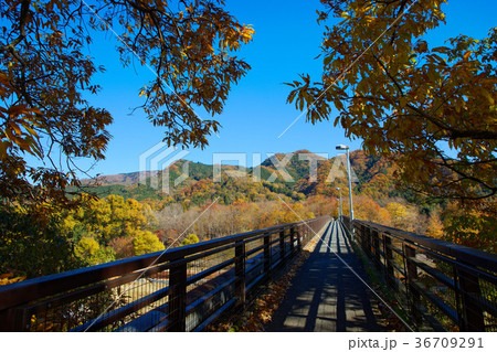 長瀞の紅葉 金石水管橋 長瀞の紅葉 金石水管橋 36709291