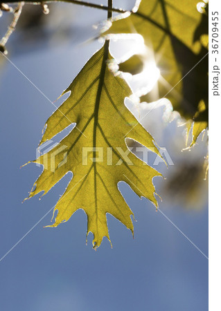 young oak foliage young oak foliage 36709455