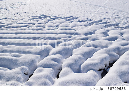 雪国で着雪した水田 36709688