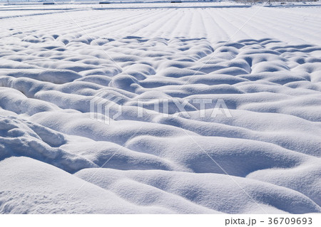雪国で着雪した水田 36709693