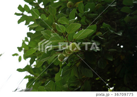 オオイタビ 36709775