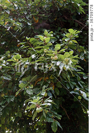 オオイタビ オオイタビ 36709778