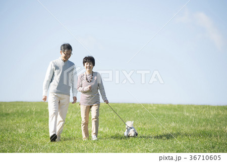 草原で犬の散歩をするシニア夫婦 草原で犬の散歩をするシニア夫婦 36710605