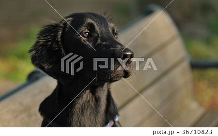 愛犬 愛犬 36710823
