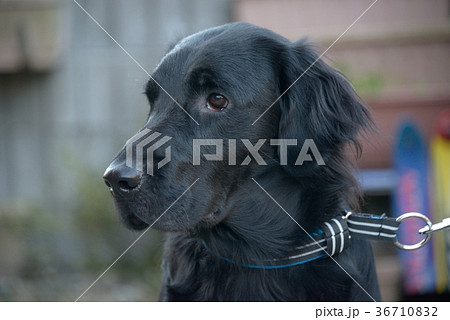 愛犬 愛犬 36710832