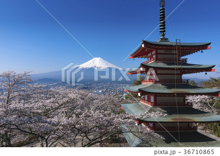 満開の新倉富士浅間神社と冠雪の富士山 満開の新倉富士浅間神社と冠雪の富士山 36710865