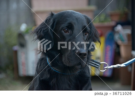 愛犬 愛犬 36711026