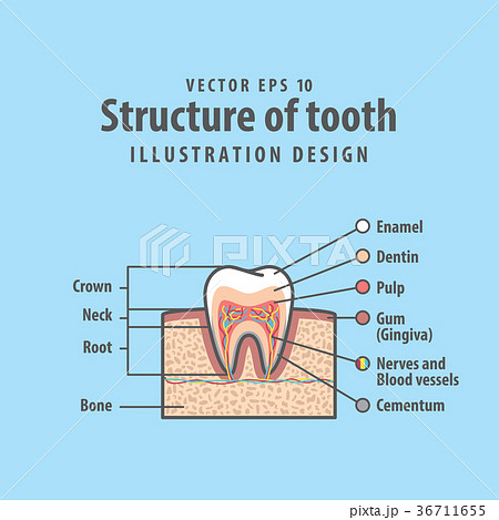 Cross-section structure inside tooth vector 36711655