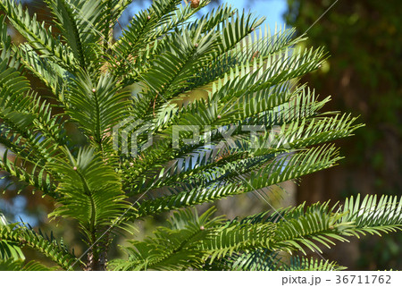 樹木：ウォレミマツ　ナンヨウスギ科 36711762