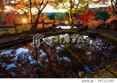 三十路苑の紅葉 ライトアップ 雲仙市小浜町 池に映る紅葉 三十路苑の紅葉 ライトアップ 雲仙市小浜町 池に映る紅葉 36712195