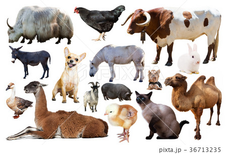 collection farm animals collection farm animals 36713235