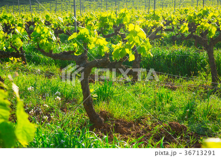 Vineyards located among mountains, hills, meadows 36713291