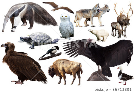 american animals isolated on white 36713801