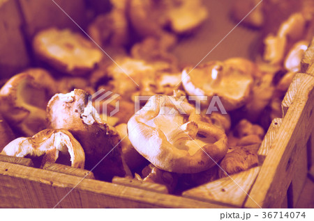 shiitake mushrooms store shiitake mushrooms store 36714074