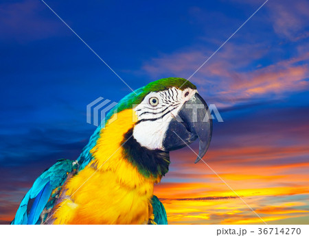 macaw against sunset 36714270
